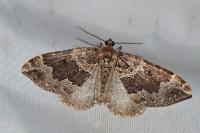 Lampropteryx suffumata