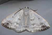 Lomographa temerata