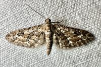 Eupithecia nanata