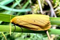 Cybosia mesomella