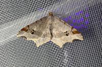 Macaria alternata