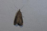 Schrankia costaestrigalis