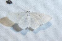 Asthena albulata