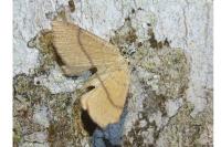 Cyclophora ruficiliaria