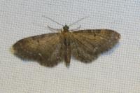 Eupithecia assimilata