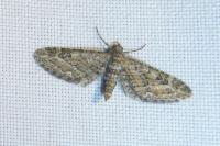 Eupithecia nanata