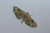 Eupithecia pulchellata