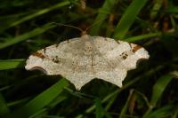Macaria alternata
