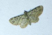 Pasiphila rectangulata