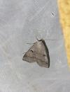 Lygephila pastinum