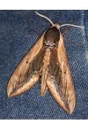 Sphinx ligustri