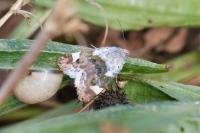 Acontia lucida