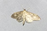 Anania lancealis