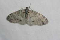 Lobophora halterata