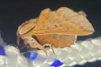 Phyllodesma tremulifolia