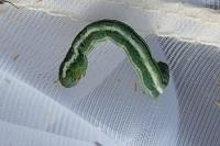 Chesias legatella