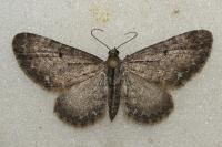 Eupithecia satyrata