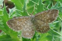 Scopula immorata