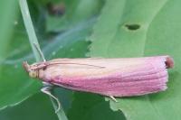 Oncocera semirubella