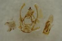 Eupithecia exiguata