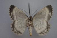 Charissa glaucinaria