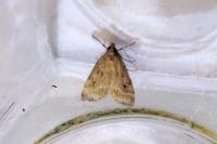 Eudonia pallida