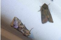 Oligia strigilis/versicolor