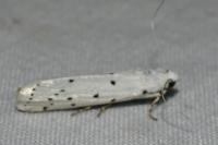 Myelois circumvoluta