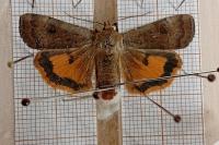 Noctua interposita
