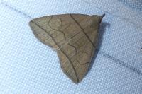 Herminia grisealis
