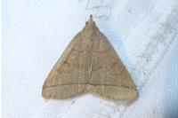 Herminia tarsipennalis