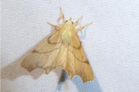 Ennomos erosaria