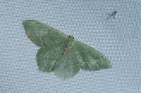 Hemithea aestivaria