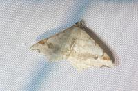 Macaria alternata