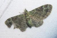 Pasiphila rectangulata