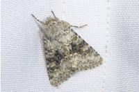 Hecatera bicolorata