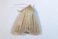 Mythimna impura