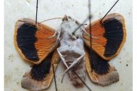 Noctua fimbriata