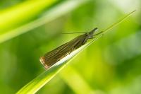Chrysoteuchia culmella