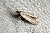 Phycitodes binaevella
