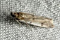 Phycitodes binaevella