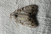 Meganola strigula