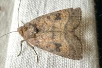 Caradrina morpheus