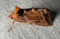 Autographa jota