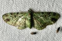 Pasiphila rectangulata