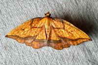 Epione repandaria
