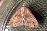 Herminia tarsicrinalis