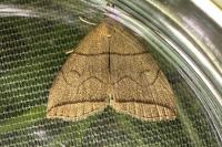 Herminia grisealis