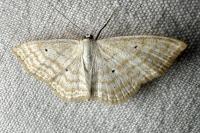 Scopula immutata