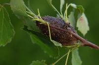 Cerura vinula